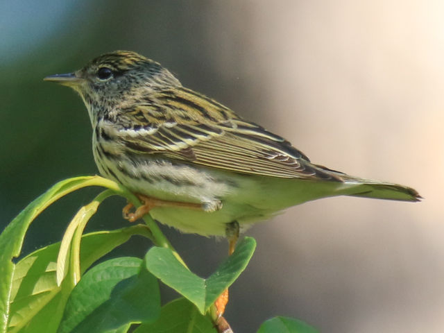 Blackpoll Warbler