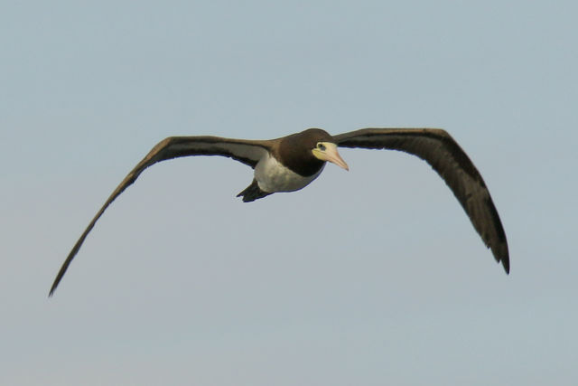 Brown Booby
