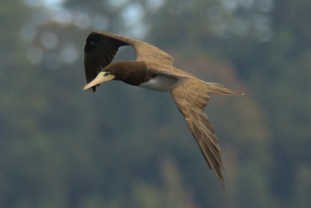 Brown Booby
