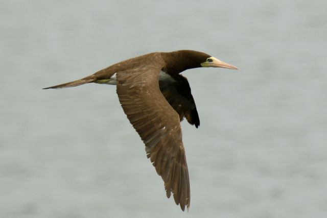 Brown Booby