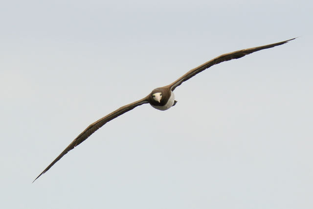 Brown Booby