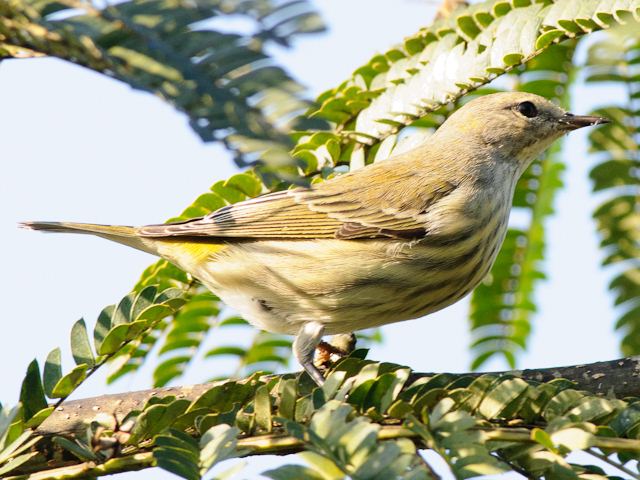 Cape May Warbler