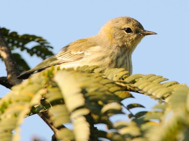 Cape May Warbler