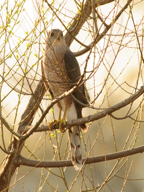 Cooper's Hawk