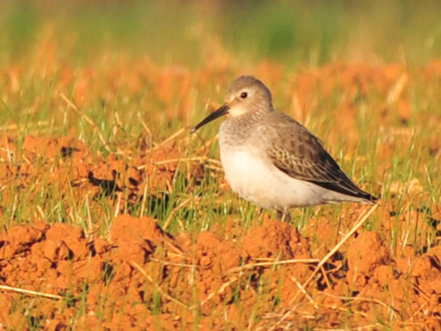 Dunlin