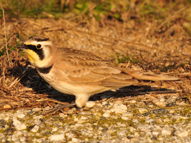 Horned Lark