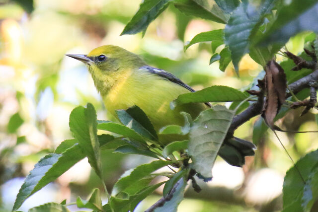 Lawrence's Warbler (hybrid)