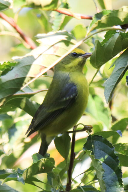 Lawrence's Warbler (hybrid)