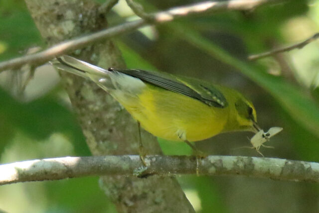 Lawrence's Warbler (hybrid)