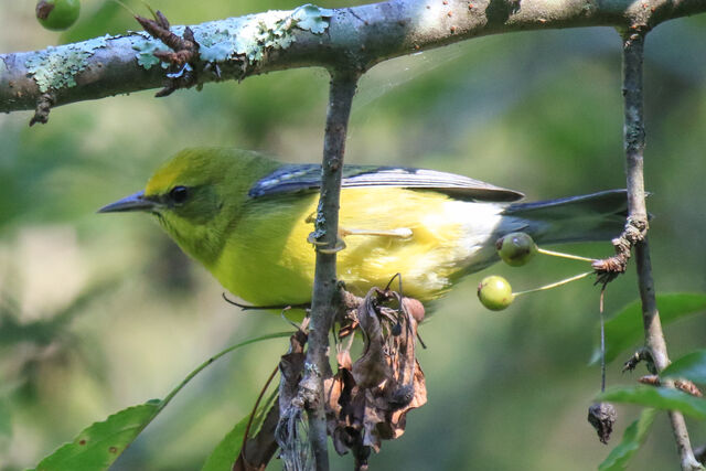 Lawrence's Warbler (hybrid)