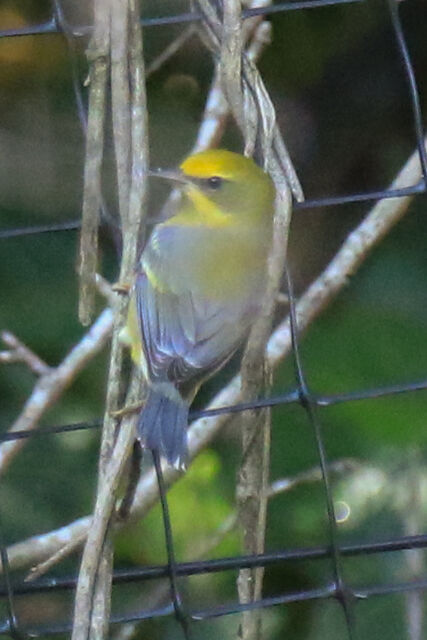 Lawrence's Warbler (hybrid)