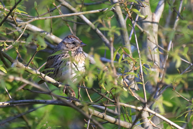 Lincoln's Sparrow