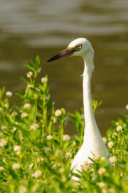 Little Blue Heron