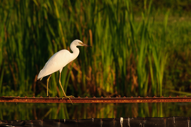 Little Blue Heron
