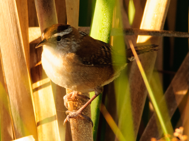 Marsh Wren