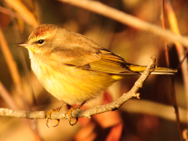 Palm Warblers
