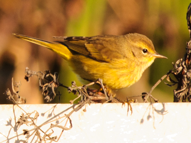 Palm Warblers