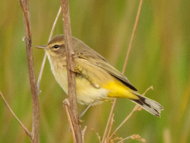 Palm Warblers
