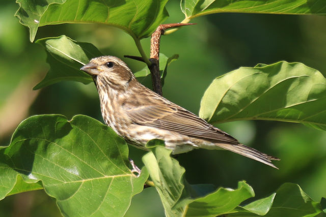 Purple Finch