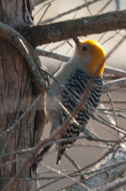 Red-bellied Woodpecker
