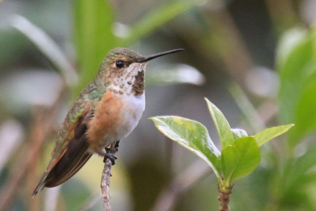 Rufous/Allen's Hummingbird