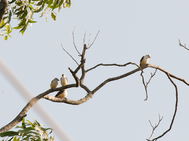 Scissor-tailed Flycatcher