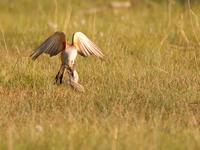Scissor-tailed Flycatcher