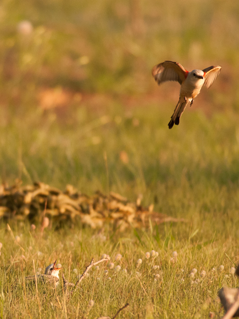 Scissor-tailed Flycatcher