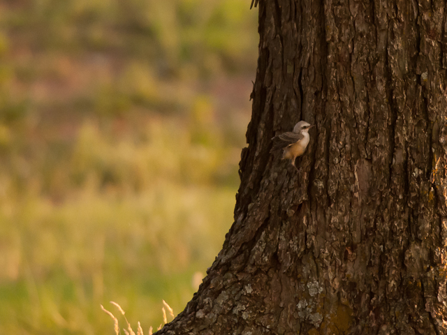 Scissor-tailed Flycatcher