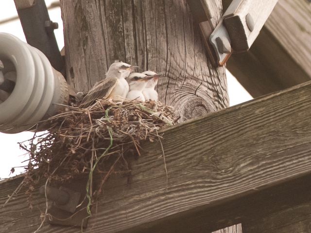 Scissor-tailed Flycatchers