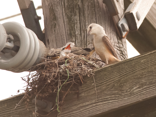 Scissor-tailed Flycatchers