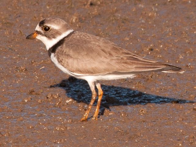 Semipalmated Plover