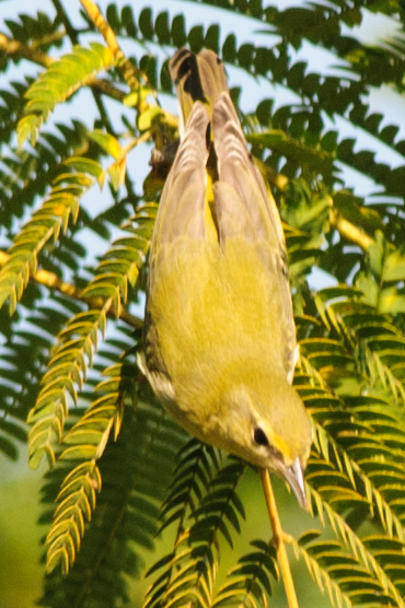 Tennessee Warbler