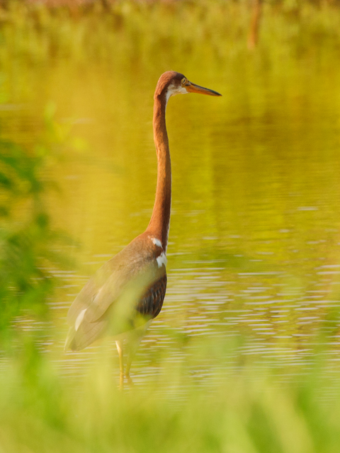 Tricolored Heron
