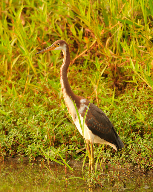 Tricolored Heron