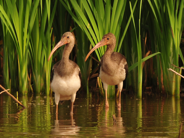White Ibis