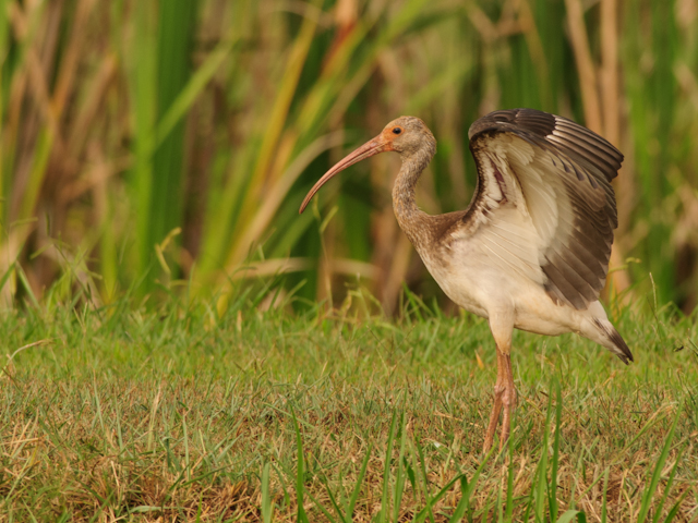 White Ibis