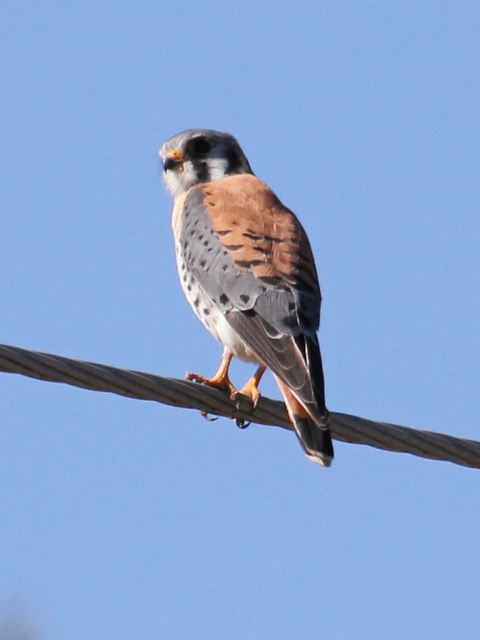 American Kestrel