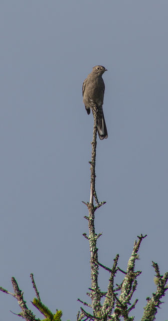 Townsend's Solitaire