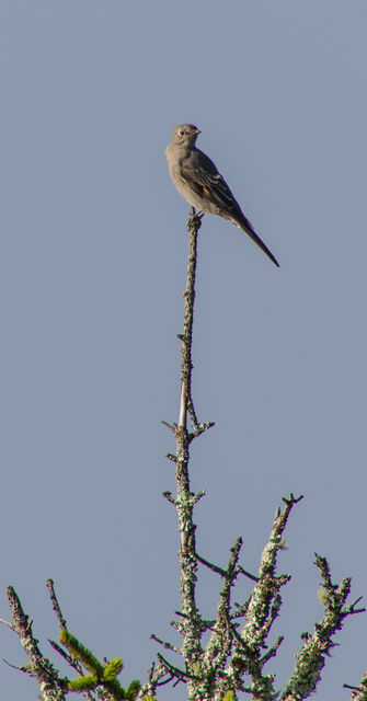 Townsend's Solitaire