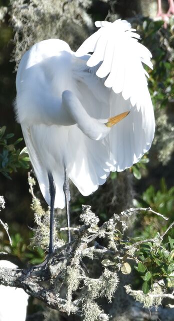 Great Egret