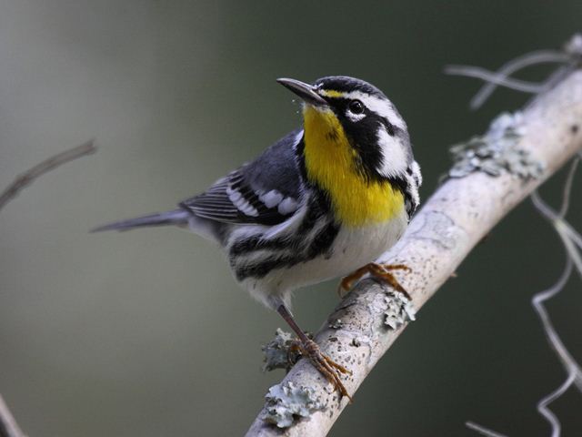 Yellow-throated Warbler