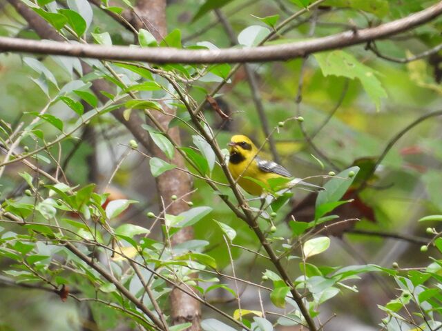 Lawrence's Warbler