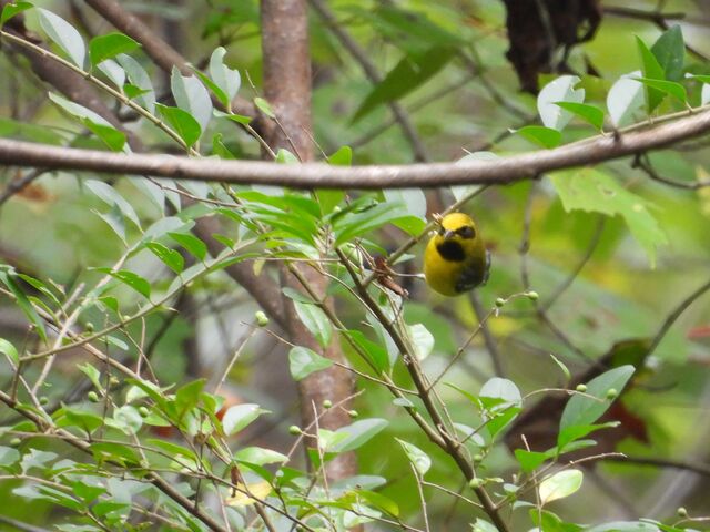 Lawrence's Warbler