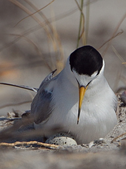 Least Terns