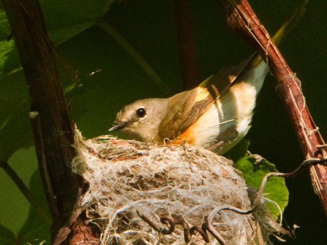 American Redstart