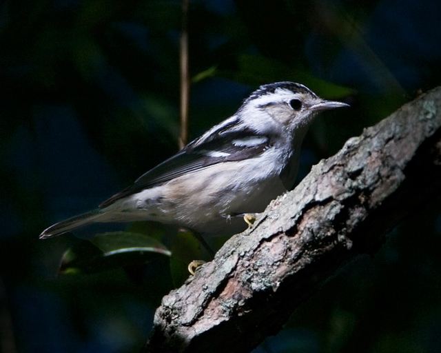 Black-and-white Warbler