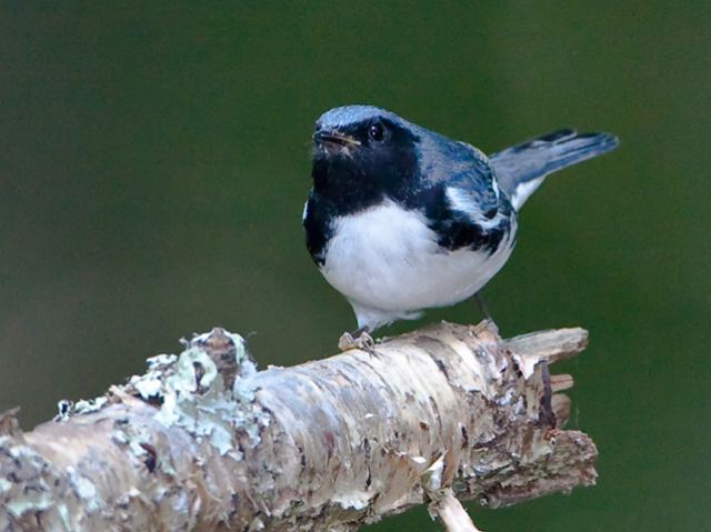 Black-throated Blue Warbler