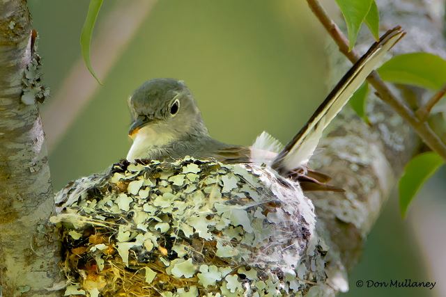 Blue-gray Gnatcatcher