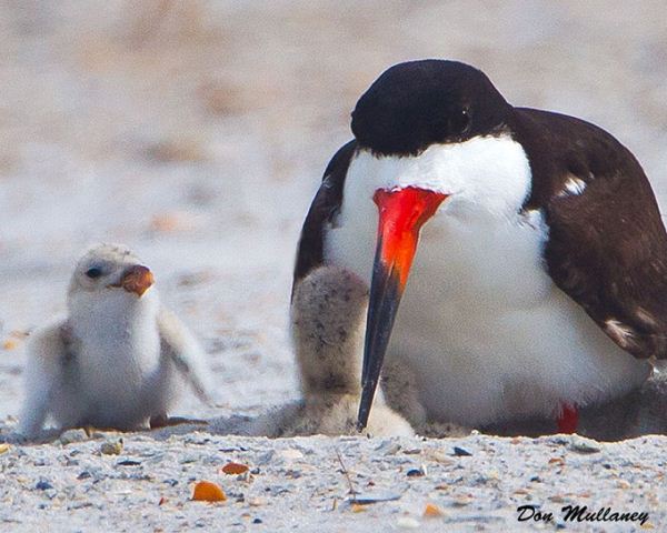 Black Skimmers